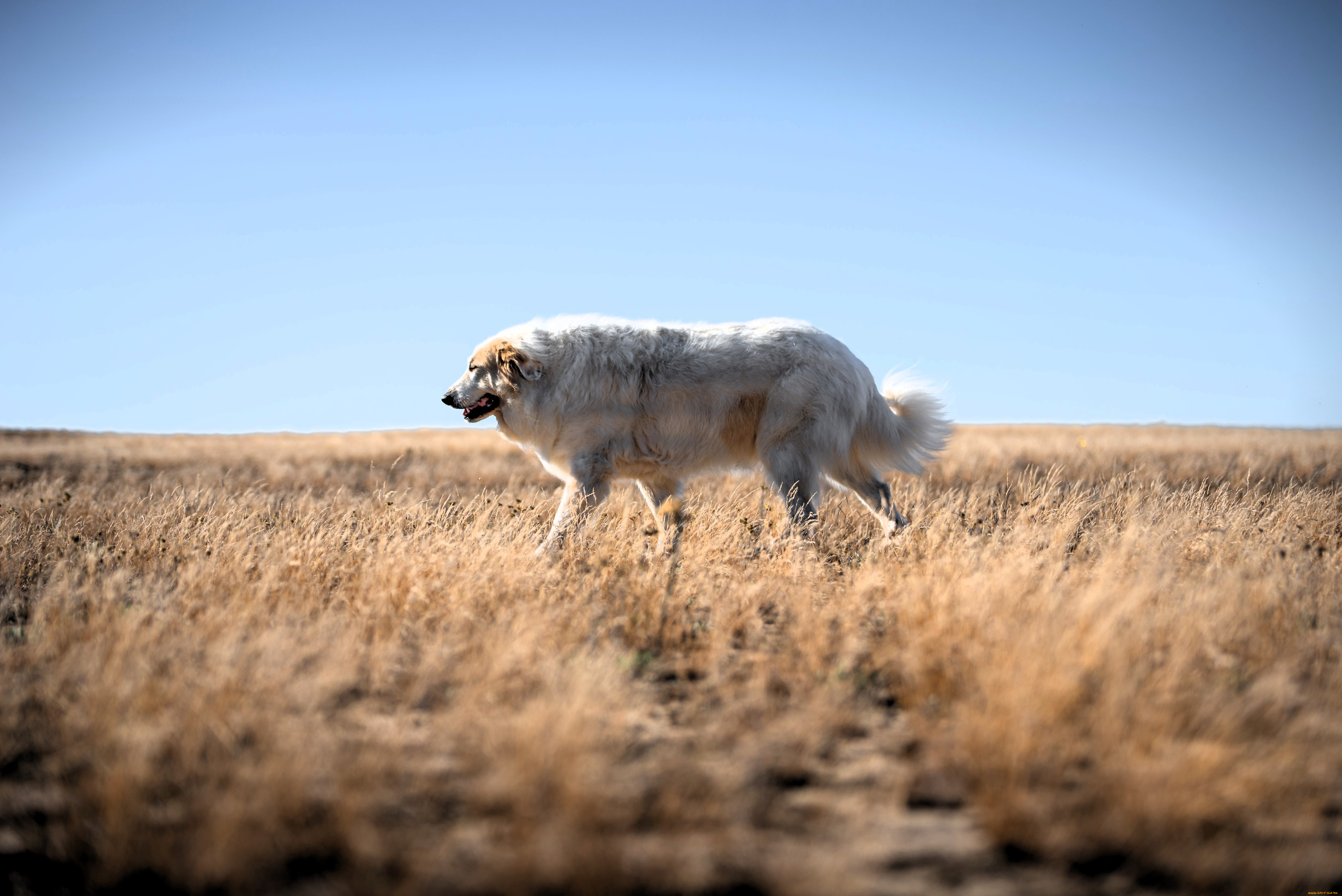 ��������, ������, ������, �����, ����, �����